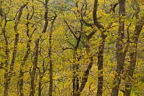 Oak woodland (Quercus robor). Brecon Beacons National Park, Wales, UK, May.