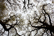 Oak woodland (Quercus robor) winter canopy against sky. Brecon Beacons National Park, Wales, UK, May.