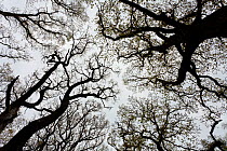 Oak woodland (Quercus robor) canopy against winter sky. Brecon Beacons National Park, Wales, UK, May. Did you know? Oak trees support the largest diversity of insects of any UK plant species.