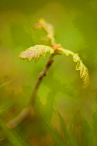 Young oak sapling (Quercus robor). Brecon Beacons National Park, Wales, UK, May.