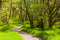 Footpath through birch (Betula) woodland. Creag Meagaidh National Nature Reserve, Badenoch. Scotland, UK, June