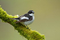 Pied flycatcher (Ficedula hypoleuca) male perched. Wales, UK, May.