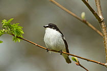 Pied flycatcher (Ficedula hypoleuca) male in woodland in spring. Wales, UK, May.