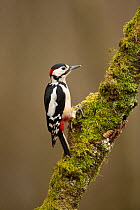 Great Spotted Woodpecker (Dendrocopos major). Scotland, UK, March.