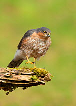 Sparrowhawk (Accipiter nisus) adult male. Scotland, UK, March.