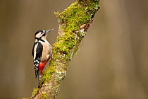Great Spotted Woodpecker (Dendrocopos major). Scotland, UK, March.
