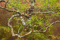 Silver birch (Betula pendula) in spring. Beinn Eighe National Nature Reserve. Scotland, May.