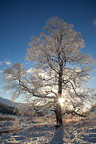 Silver birch (Betula pendula) tree coated in hoar frost. Creag Meagaidh National Nature Reserve. Scotland, UK, December.