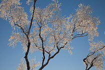 Silver birch (Betula pendula) tree branches coated in hoar frost. Creag Meagaidh National Nature Reserve. Scotland, UK, December.