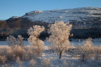 Silver birch (Betula pendula) trees coated in hoar frost. Creag Meagaidh National Nature Reserve. Scotland, UK, December.