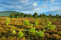 Young scot's pines (Pinus sylvestris) regeneration on moorland. Cairngorms National Park. Scotland, UK, August.