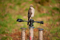 Sparrowhawk (Accipiter nisus) juvenile male perched on bird feeders. Scotland, UK, March.