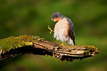 Sparrowhawk (Accipiter nisus) adult male grooming. Scotland, UK, March. Did you know? In Greek mythology King Nisus was turned into a Sparrowhawk.
