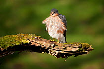 Sparrowhawk (Accipiter nisus) adult male with ruffled feathers. Scotland, UK, March.