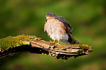 Sparrowhawk (Accipiter nisus) adult male with ruffled feathers. Scotland, UK, March.