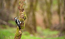 Great spotted woodpecker (Dendrocopos major) in woodland setting. Scotland, UK, March.