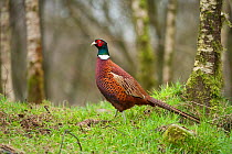 Pheasant (Phasianus colchicus) adult male in woodland. Scotland, UK, March.