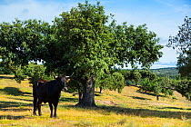 Domestic cattle (Bos taurus) once used to be native to this area, Campanarios de Azaba Biological Reserve, a rewilding Europe Area, Salamanca, Castilla y Leon, Spain