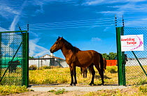 Retuerta horse (Equus ferus caballus), released to graze in Campanarios de Azaba Biological Reserve, a rewilding Europe Area, Salamanca, Castilla y Leon, Spain