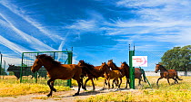 Retuerta horse (Equus ferus caballus) herd released to graze in Campanarios de Azaba Biological Reserve, a rewilding Europe Area, Salamanca, Castilla y Leon, Spain