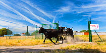 Domestic cattle (Bos taurus) they used to be native and now released to graze in Campanarios de Azaba Biological Reserve, a rewilding Europe Area, Salamanca, Castilla y Leon, Spain