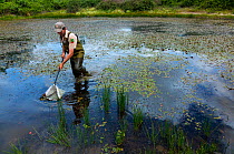 Man pond dipping in Campanarios de Azaba Biological Reserve, a rewilding Europe Area, Salamanc, Castilla y Leon, Spain March 2012