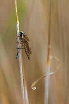 Robberfly (Asilidae) with damselfly prey, Campanarios de Azaba Biological Reserve, a rewilding Europe Area, Salamanc, Castilla y Leon, Spain