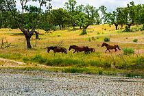 Retuerta horse (Equus ferus caballus) once native, herd released to graze in Campanarios de Azaba Biological Reserve, a rewilding Europe Area, Salamanca, Castilla y Leon, Spain
