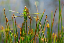 Emperor dragonfly (Anax imperator) at rest, Campanarios de Azaba Biological Reserve, a rewilding Europe Area, Salamanca, Castilla y Leon, Spain