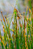 Emperor Dragonfly (Anax imperator) at rest, Campanarios de Azaba Biological Reserve, a rewilding Europe Area, Salamanca, Castilla y Leon, Spain