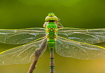 Emperor Dragonfly (Anax imperator) close up of resting individual, Campanarios de Azaba Biological Reserve, a rewilding Europe Area, Salamanca, Castilla y Leon, Spain