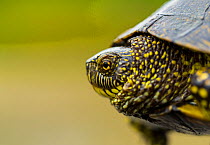 European pond turtle (Emys orbicularis) profile, Campanarios de Azaba Biological Reserve, a rewilding Europe Area, Salamanca, Castilla y Leon, Spain