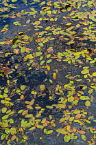 Western marsh frog (Pelophylax perezi) barely visible at surface of pond, Campanarios de Azaba Biological Reserve, a rewilding Europe Area, Salamanca, Castilla y Leon, Spain