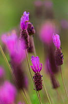 French lavender (Lavandula stoechas) in flower, Campanarios de Azaba Biological Reserve, a rewilding Europe Area, Salamanca, Castilla y Leon, Spain