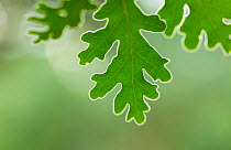 Pyrenean oak tree leaves (Quercus pyrenaica), Campanarios de Azaba Biological Reserve, a rewilding Europe Area, Salamanca, Castilla y Leon, Spain