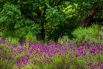 French lavender (Lavandula stoechas) flowering in Campanarios de Azaba Biological Reserve, a rewilding Europe Area, Salamanca, Castilla y Leon, Spain