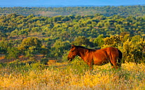 Retuerta horse (Equus ferus caballus) once native, now re-introduced to graze in Campanarios de Azaba Biological Reserve, a rewilding Europe Area, Salamanca, Castilla y Leon, Spain