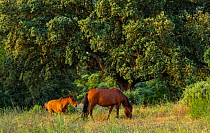 Retuerta horses (Equus ferus caballus) once native, now re-introduced to graze in Campanarios de Azaba Biological Reserve, a rewilding Europe Area, Salamanca, Castilla y Leon, Spain