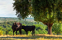 Domestic cattle (Bos taurus) once native, now re-introduced to graze in Campanarios de Azaba Biological Reserve, a rewilding Europe Area, Salamanca, Castilla y Leon, Spain