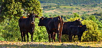 Domestic cattle (Bos taurus) once native, now re-introduced to graze in Campanarios de Azaba Biological Reserve, a rewilding Europe Area, Salamanca, Castilla y Leon, Spain