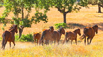 Retuerta horses (Equus ferus caballus) herd running, once native, now re-introduced to graze in Campanarios de Azaba Biological Reserve, a rewilding Europe Area, Salamanca, Castilla y Leon, Spain