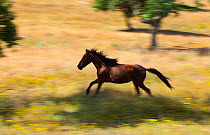 Retuerta horse (Equus ferus caballus) running, once native, now re-introduced to graze in Campanarios de Azaba Biological Reserve, a rewilding Europe Area, Salamanca, Castilla y Leon, Spain