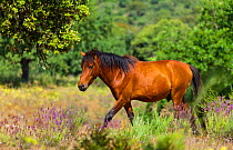 Retuerta horse (Equus ferus caballus) walking profile, once native, now re-introduced to graze in Campanarios de Azaba Biological Reserve, a rewilding Europe Area, Salamanca, Castilla y Leon, Spain