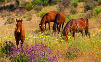 Retuerta horses (Equus ferus caballus) once native, now re-introduced to graze in Campanarios de Azaba Biological Reserve, a rewilding Europe Area, Salamanca, Castilla y Leon, Spain