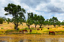 Retuerta horses (Equus ferus caballus) herd drinking at pond, once native, now re-introduced to graze in Campanarios de Azaba Biological Reserve, a rewilding Europe Area, Salamanca, Castilla y Leon, S...