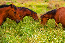 Retuerta horses (Equus ferus caballus) herd grazing, once native, now re-introduced to graze in Campanarios de Azaba Biological Reserve, a rewilding Europe Area, Salamanca, Castilla y Leon, Spain