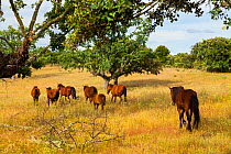 Retuerta horses (Equus ferus caballus) herd walking away, once native, now re-introduced to graze in Campanarios de Azaba Biological Reserve, a rewilding Europe Area, Salamanca, Castilla y Leon, Spain