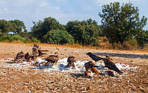 Black kite (Milvus migrans) flock on carcass, Campanarios de Azaba Biological Reserve, a rewilding Europe area, Salamanca, Castilla y Leon, Spain