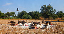 Black kite (Milvus migrans) flock on carcass, Campanarios de Azaba Biological Reserve, a rewilding Europe area, Salamanca, Castilla y Leon, Spain