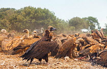 Griffon vultures (Gyps fulvus) and European black vultures (Aegypius monachus) in mass flock feed, Campanarios de Azaba Biological Reserve, a rewilding Europe area, Salamanca, Castilla y Leon, Spain